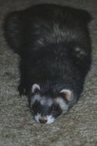 Squirt Lying Flat on the Floor